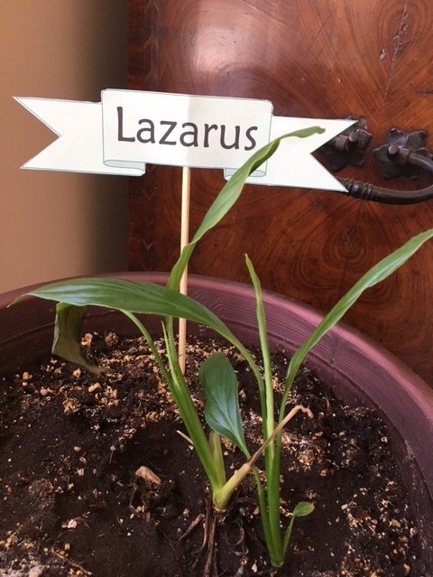 lazarus-plant.jpg